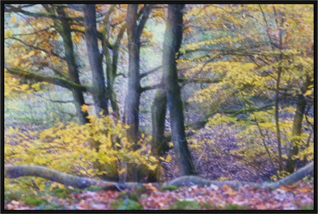 Main image Trees on Hornpottweg