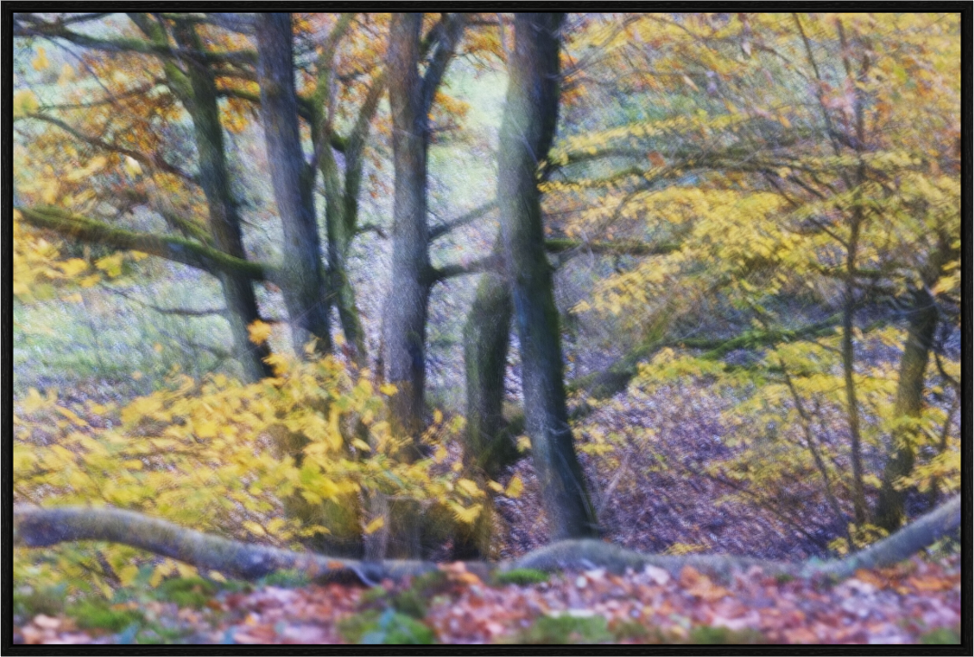 Main image Trees on Hornpottweg