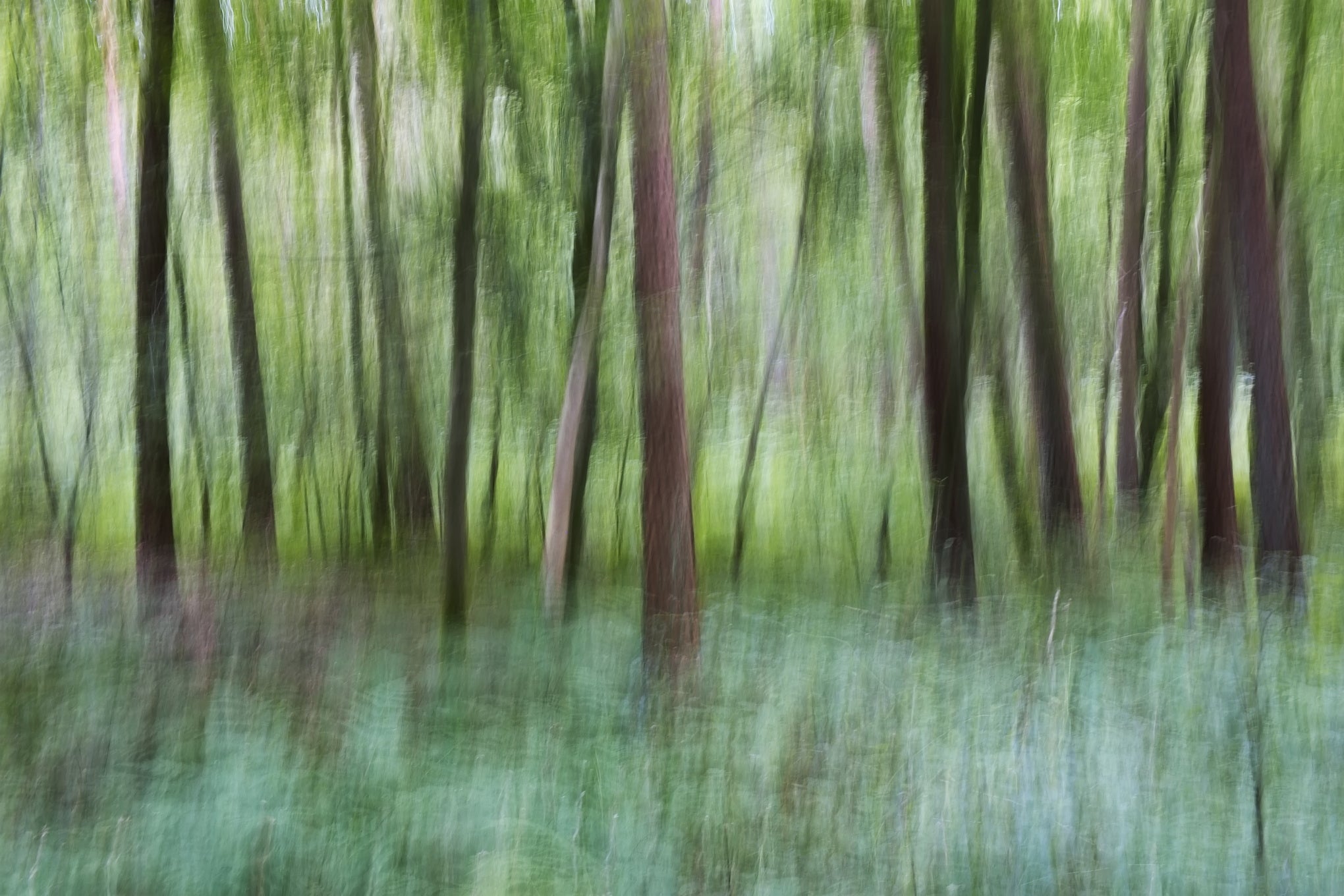 Wald Rythmus