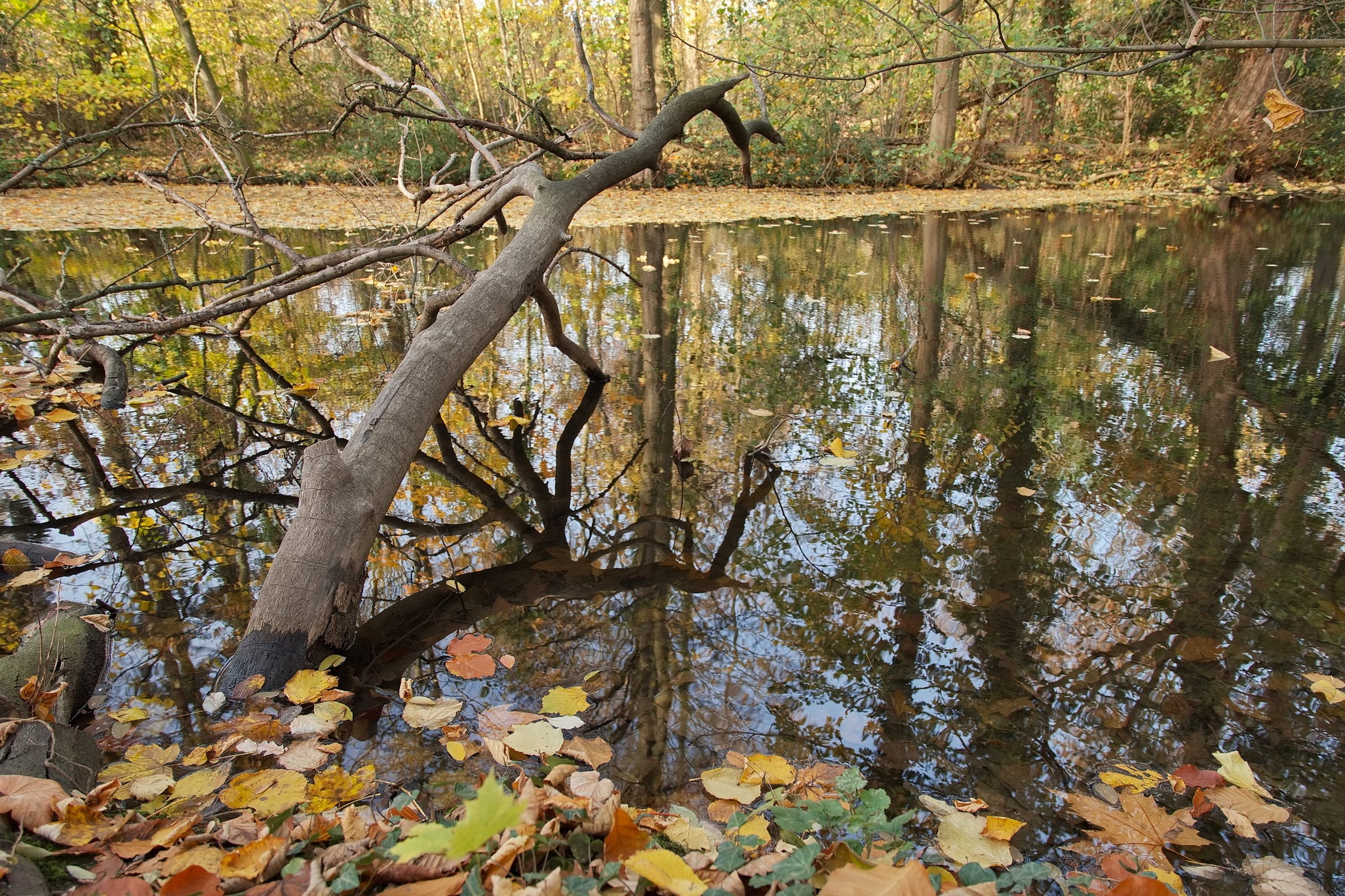 Herbstlandschaft