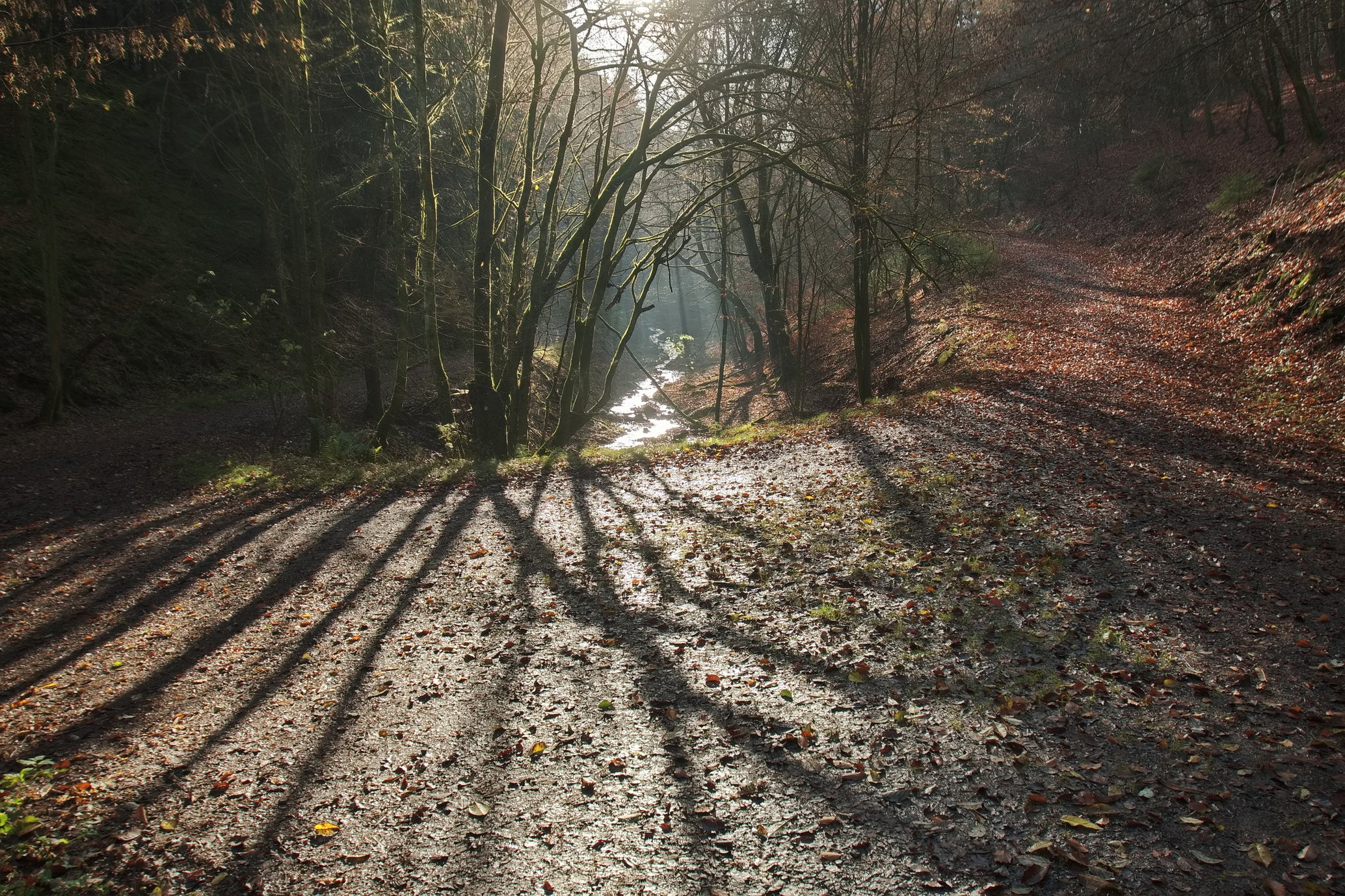 Pfad der langen Schatten