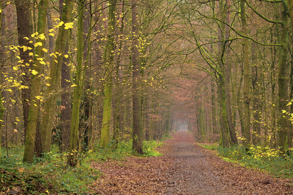 Dünnwald in Herbst