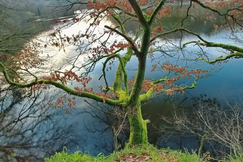 Moosbedeckter Baum in der Eifel