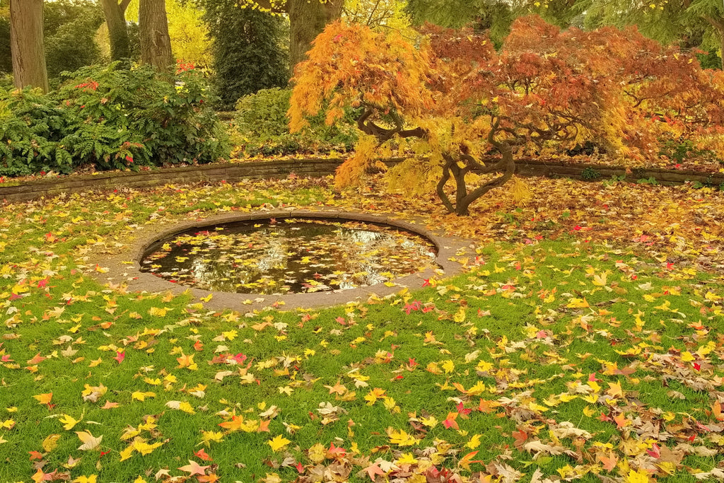 Herbst im Park