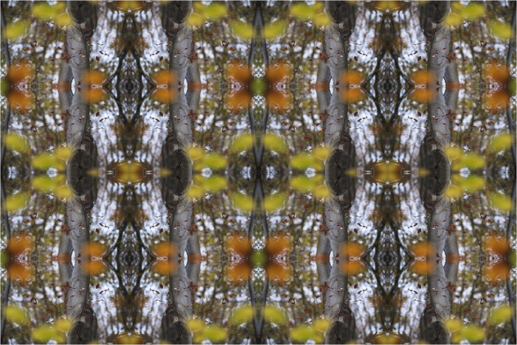Main image Sinfonia Organica