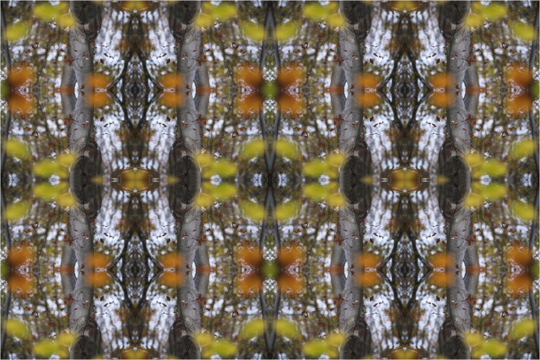Main image Sinfonia Organica